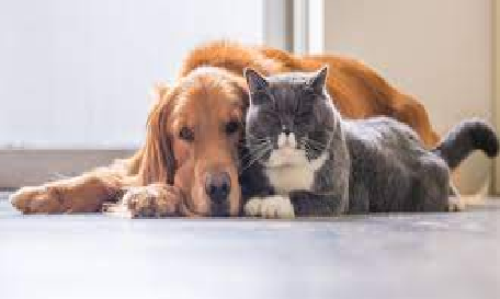 Prefeitura abre cadastro na Mosela para castração de cães e gatos