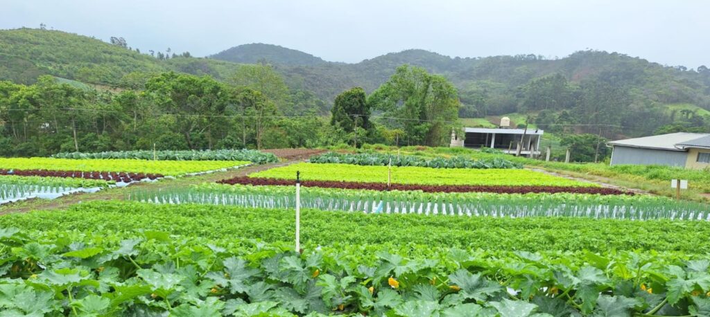 “Vem pro Campo” impulsiona conhecimento e inovação em hortaliças na Região Serrana do Rio de Janeiro