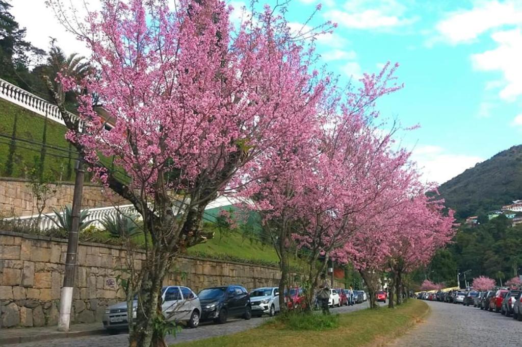 Petrópolis em flor: cerejeiras são um sopro de poesia no inverno da Serra