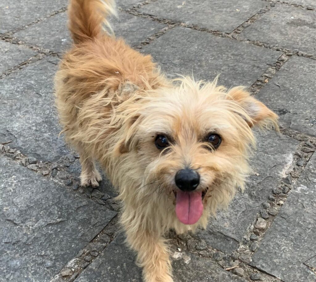 Tristeza e esperança: Cães abandonados após falecimento de tutor idoso aguardam nova chance em feira neste sábado (19)