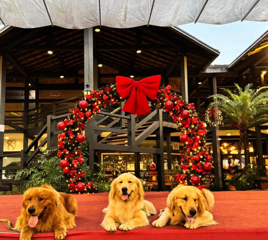 Agenda mais fofa do ano: Itaipava terá Encontro de Golden Retriever neste sábado