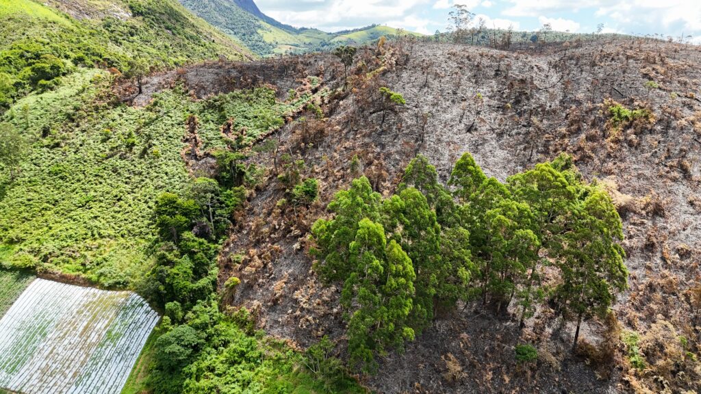 Comitê Piabanha aprova hierarquização de municípios para ações de restauração florestal e PMMA