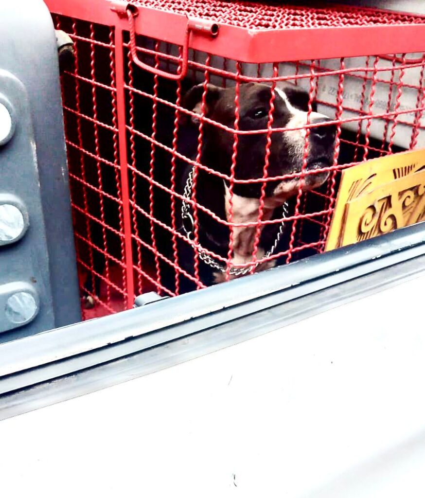 Prefeitura e Bombeiros resgatam pitbull que atacou dois cães no Caxambu; tutor foi encaminhado à delegacia