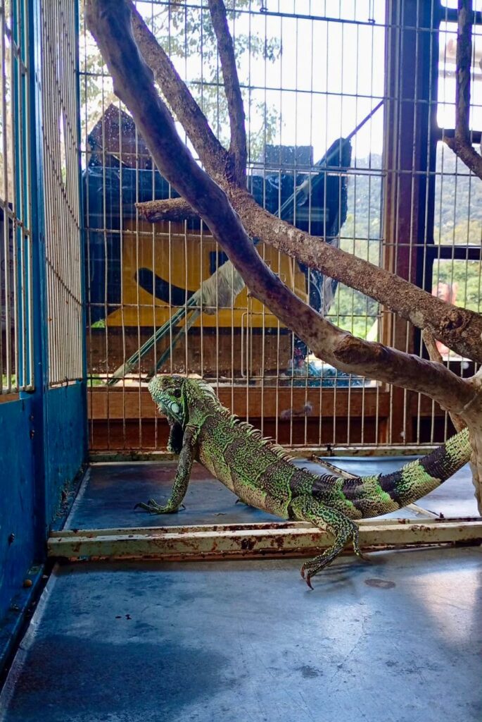Cobea e Corpo de Bombeiros resgatam iguana no Lago do Quitandinha