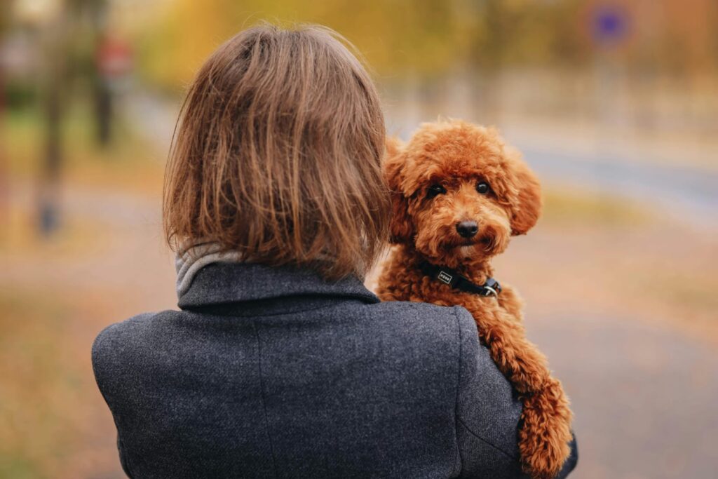 Quem fica com o pet depois do divórcio? Disputa por animais de estimação cresce na Justiça e muda acordos de separação