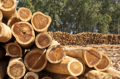 Setor madeireiro brasileiro enfrenta desafios externos e busca retomada em 2026