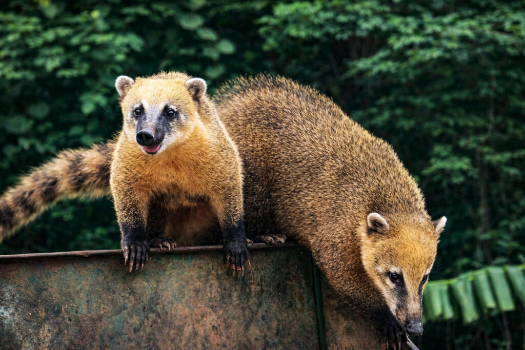 Elovias instala câmeras nas passagens de fauna e amplia uso de cercas e telas ao longo da BR-040 para proteger animais