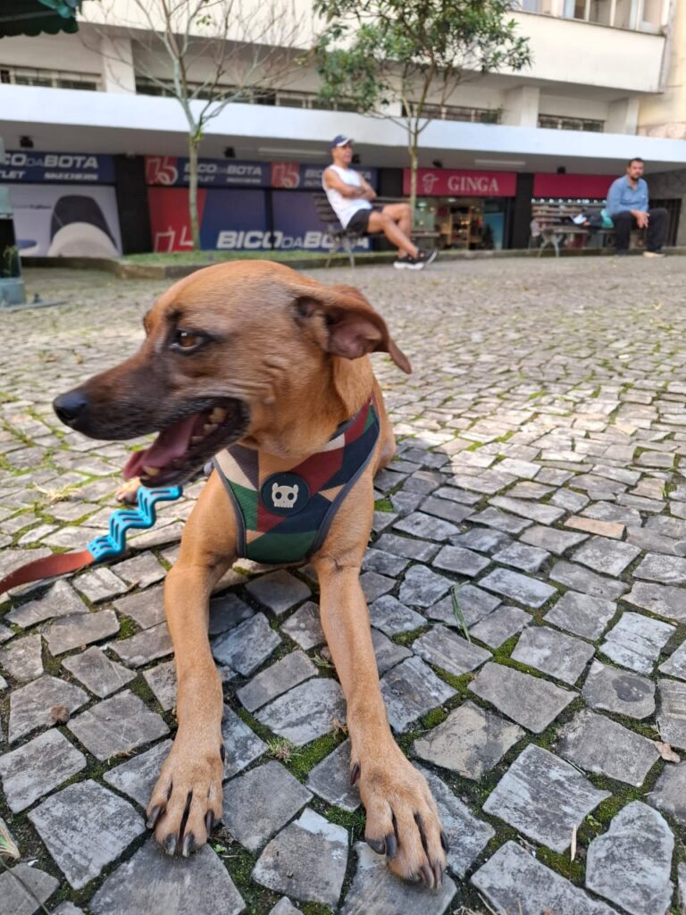 Pet Day Amigo Bicho promete agitar o domingo (17) no Petrô
